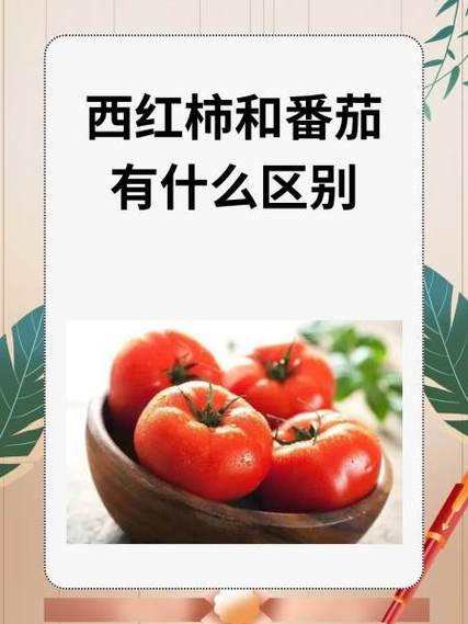 生番茄和熟番茄的区别缩略图