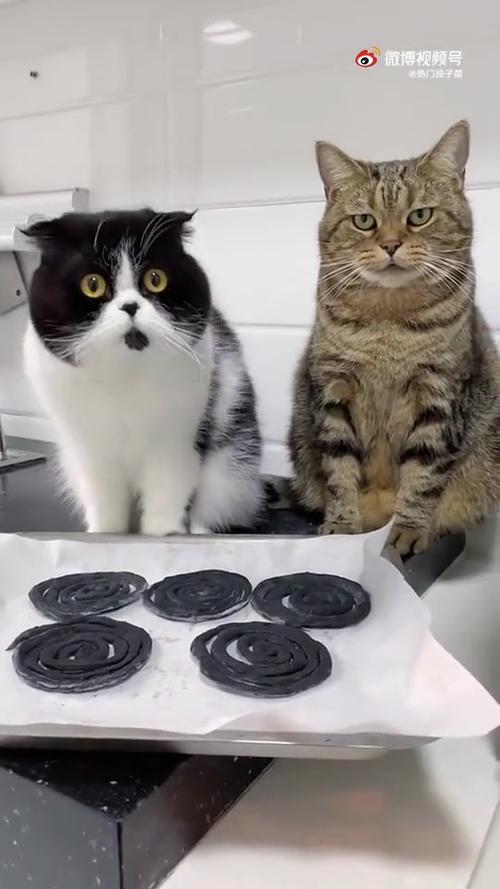 猫咪段子v1.1.2缩略图
