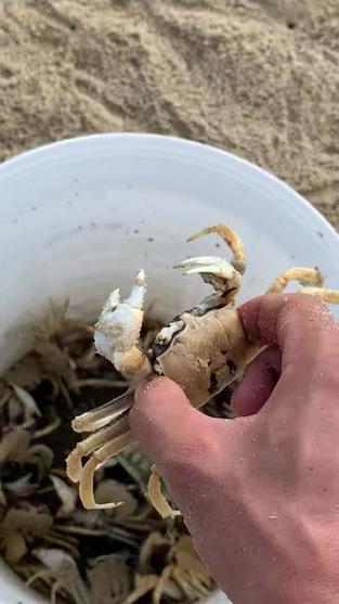 赶海抓螃蟹视频