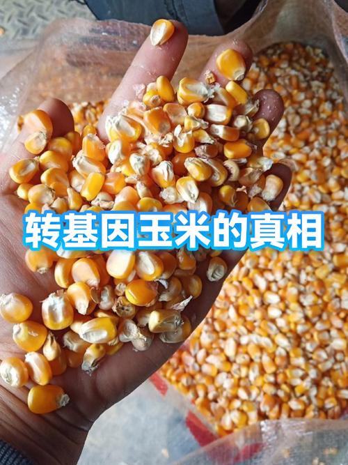 崔永元和谁打转基因