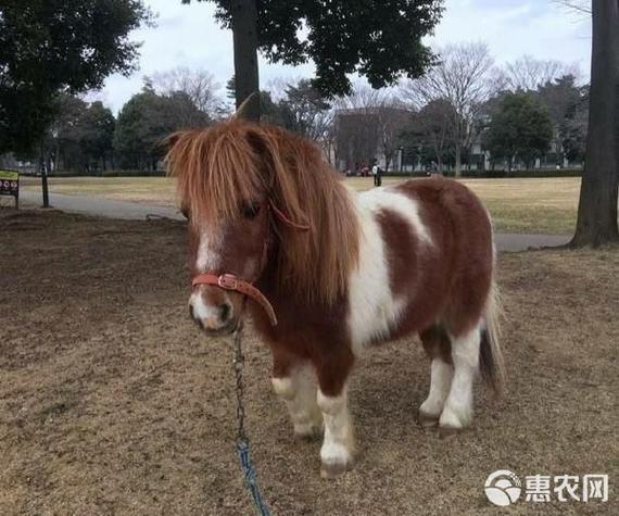 矮马出售1500元游戏截图