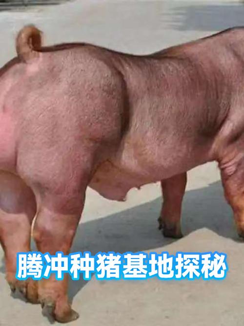 区块猪什么时候开始的荷兰缩略图