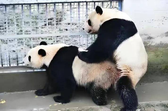 熊猫对主人忠诚吗缩略图