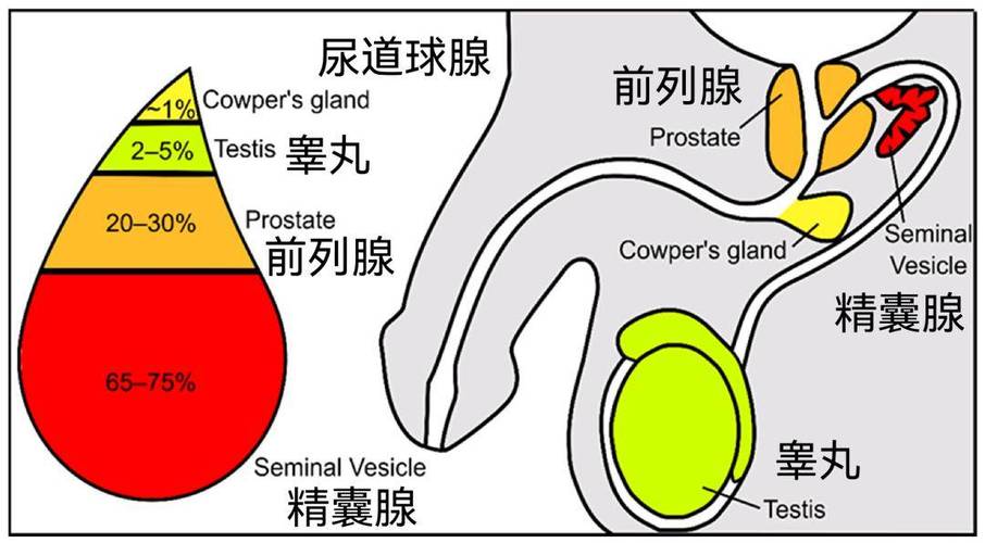 精子对人体的作用图标