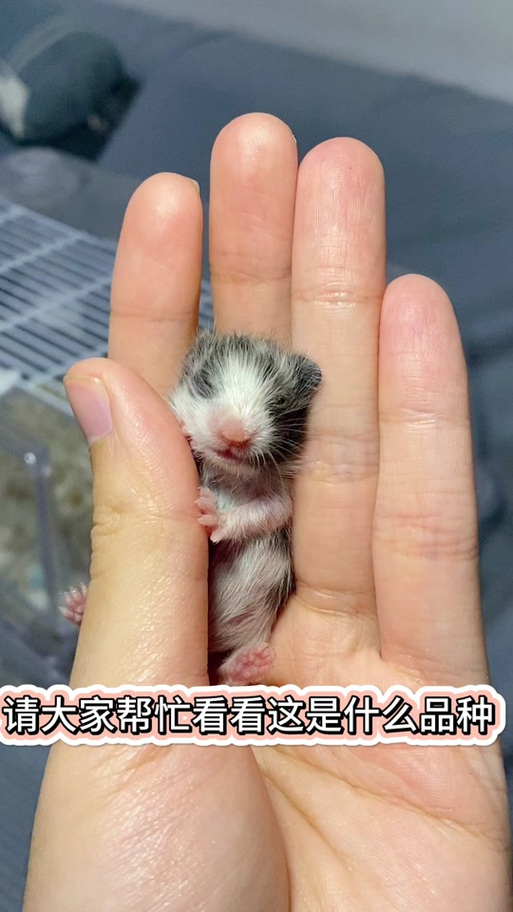 小猫帮客app下载游戏截图