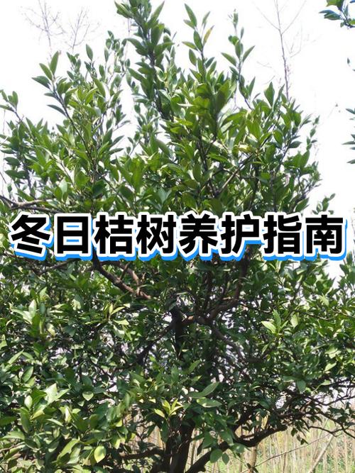 桔子树好养吗图标