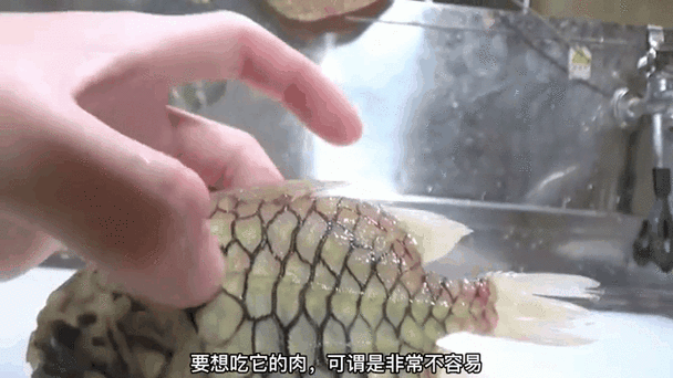 军鱼的鱼鳞怎么吃