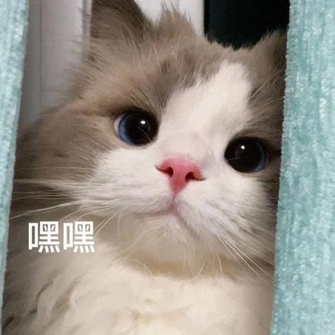 表情包猫咪游戏截图