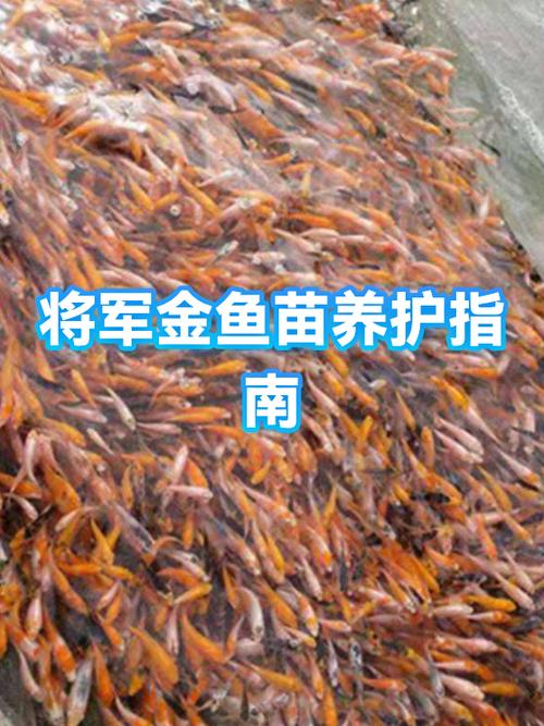 养小金鱼需要打氧吗