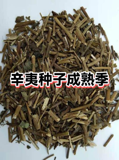 八个最富有种子及代码一览