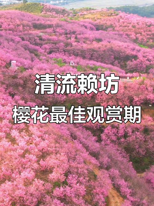 樱花直播平台介绍缩略图