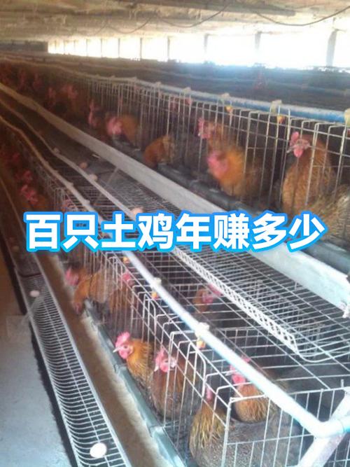 散养鸡500只一年利润多少缩略图