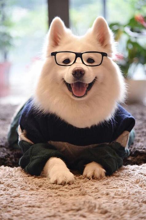 萌犬一只最新缩略图