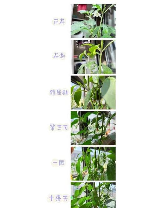 小辣椒9e和8x哪个好缩略图