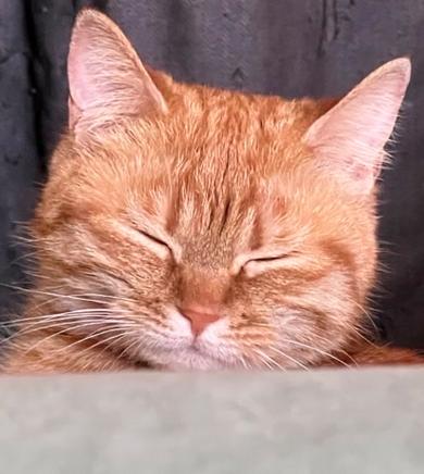 全橘猫缩略图