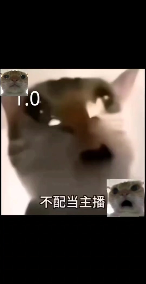 网红主播小猫游戏截图