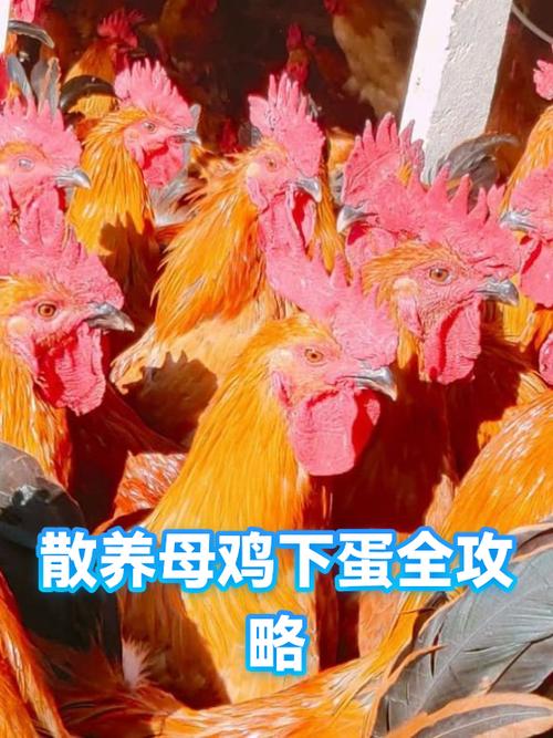 母鸡下蛋原叫声缩略图