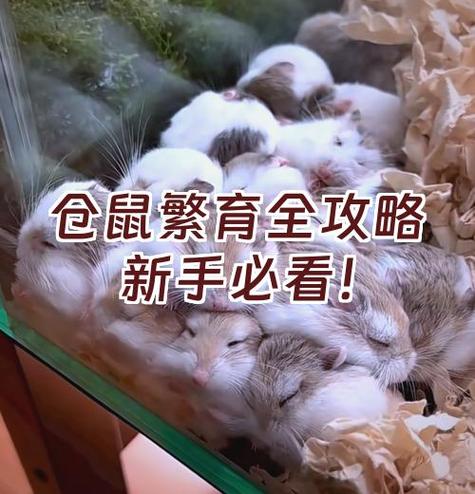 仓鼠繁殖期是多少天缩略图