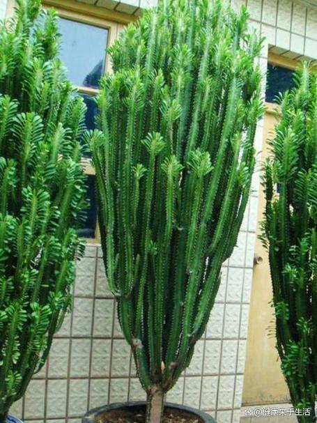 龙骨植物图片缩略图