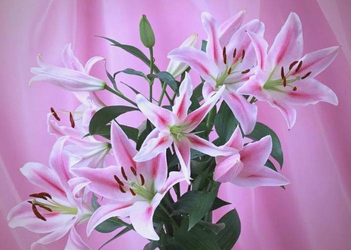 10种最建议买的百合花缩略图