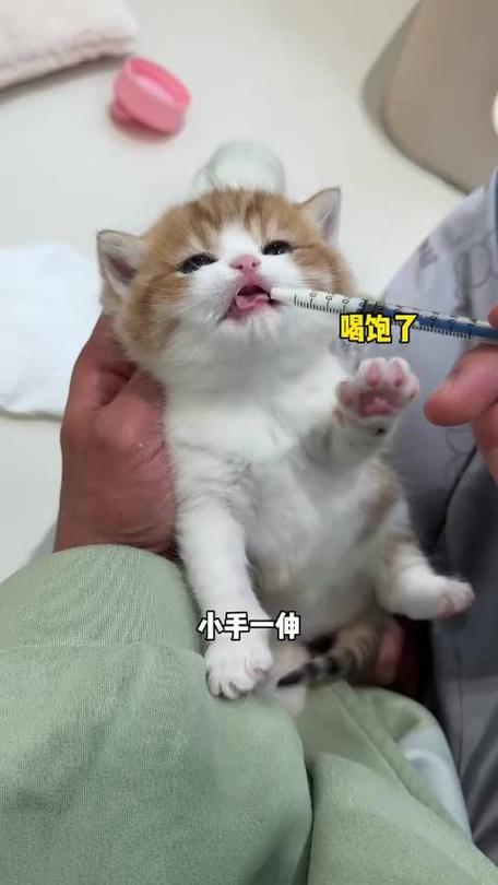 猫咪客户端 下载缩略图