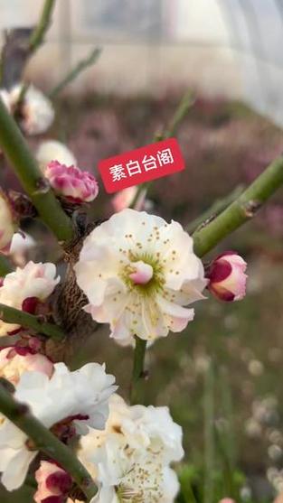 白色梅花是什么品种游戏截图