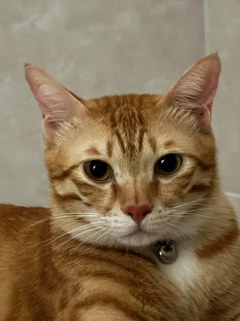 圆脸橘猫和尖脸橘猫