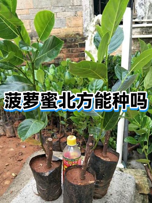 菠萝蜜吃上火还是降火