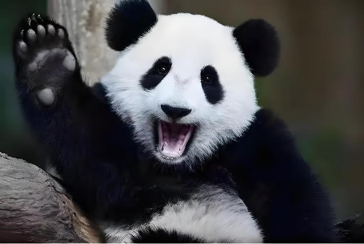 熊猫叫猫熊还是叫熊猫缩略图