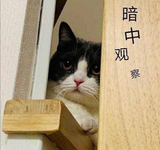 暗中观察你的男人说明什么