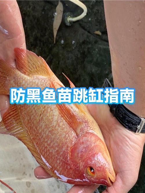 鱼跳缸是替主人挡灾吗缩略图