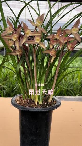 花过天晴是花样男子续篇缩略图