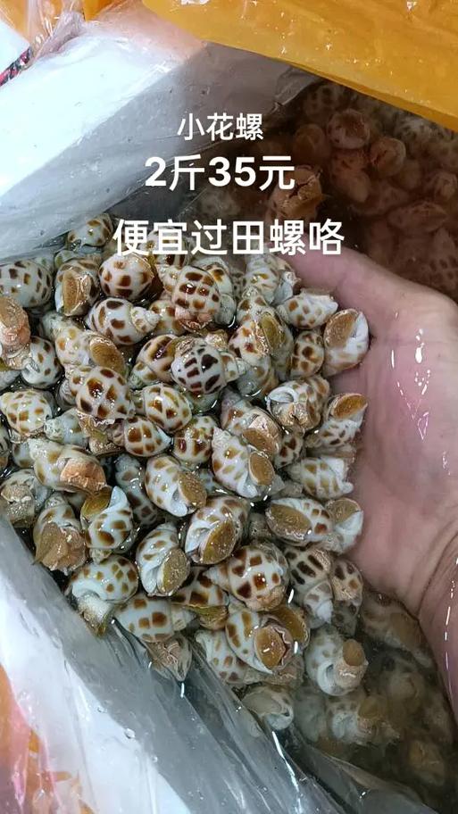 小花螺是正规直播平台吗缩略图