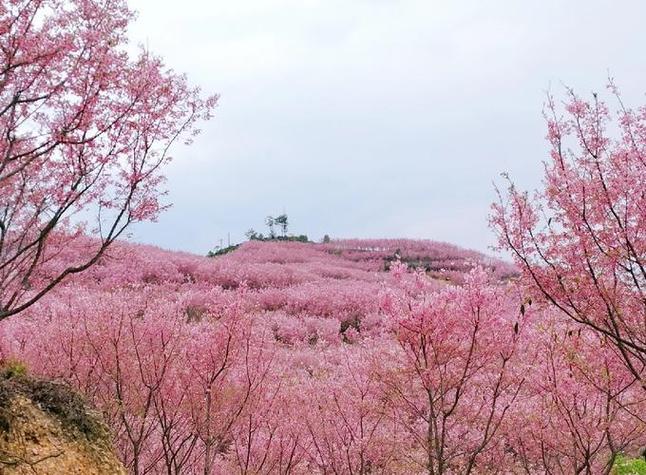 徐州市泉山区和乎街道樱花小镇附近