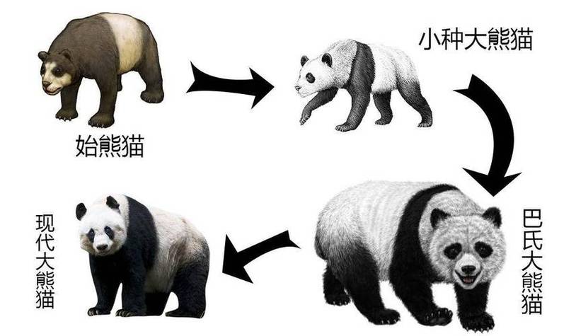大熊猫资料图标
