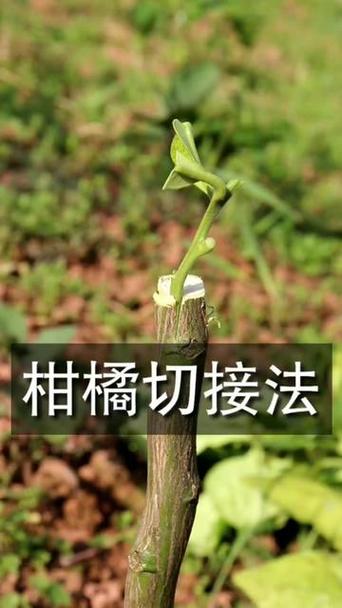 橘子的嫁接时间和嫁接方法缩略图