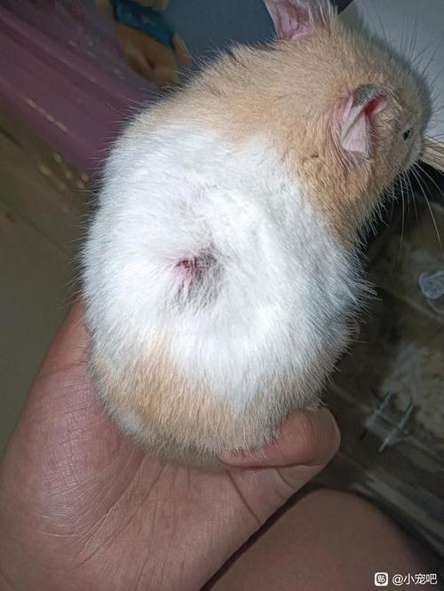 仓鼠脖子底下脱毛红肿图标