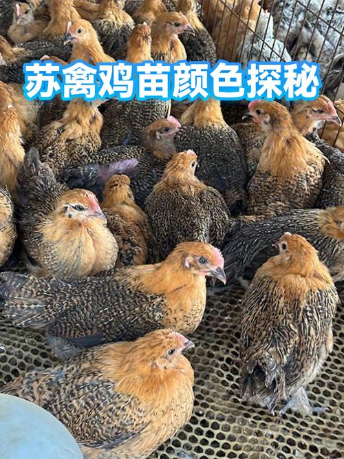 苏禽最建议买的三个品种缩略图