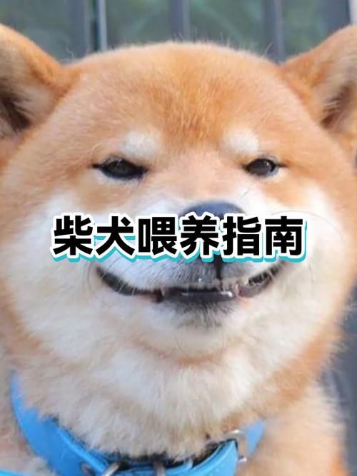 柴犬一天拉几次是缩略图