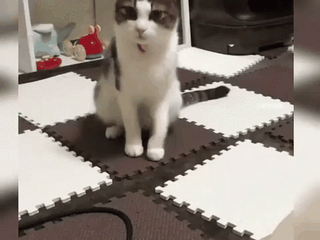 猫猫坏 猫猫坏 玩猫猫