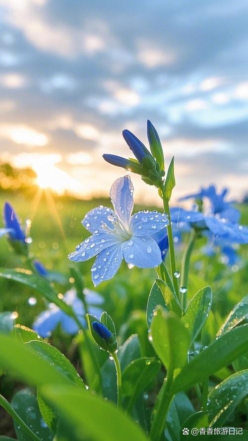 花间直播花瓣缩略图