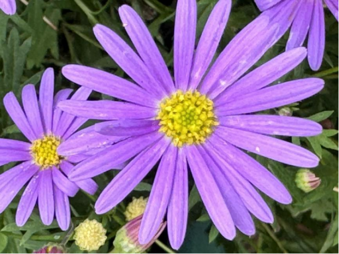 《钻石花》