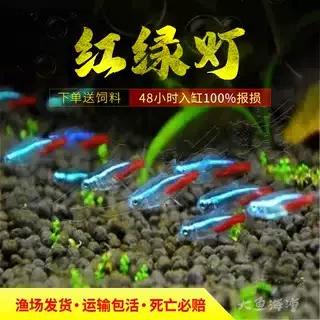 灯鱼和孔雀鱼能混养吗图标