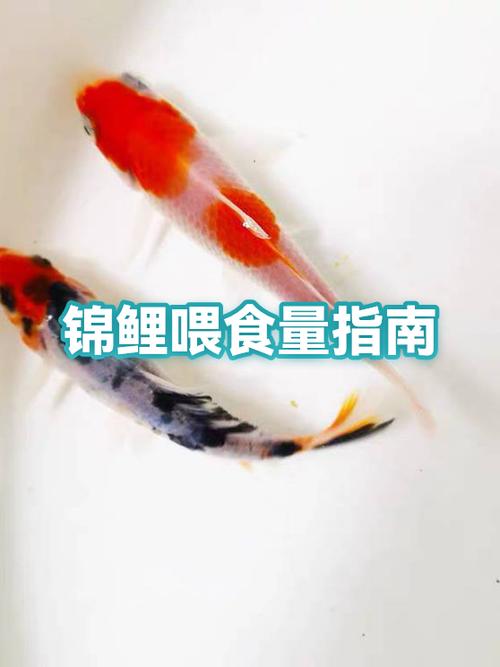 锦鲤一般几天喂一次食缩略图