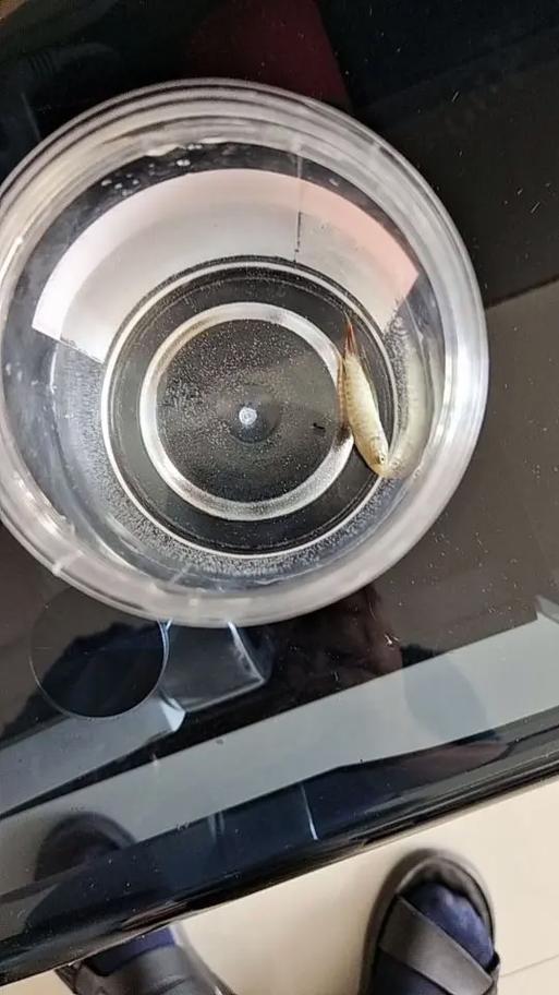 买了几条新鱼旧鱼都死了