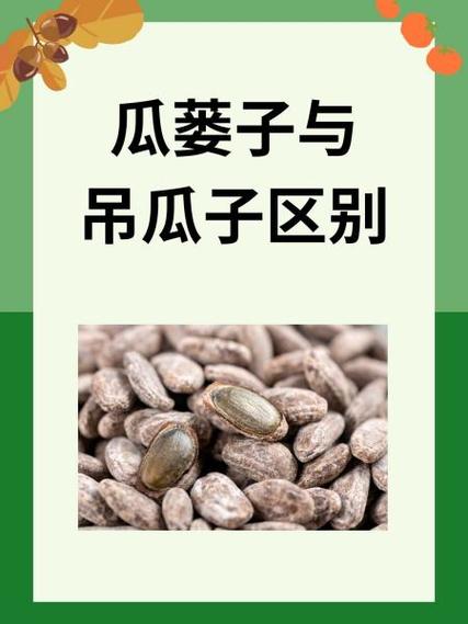 跟吊瓜子很相似的有哪几种瓜子