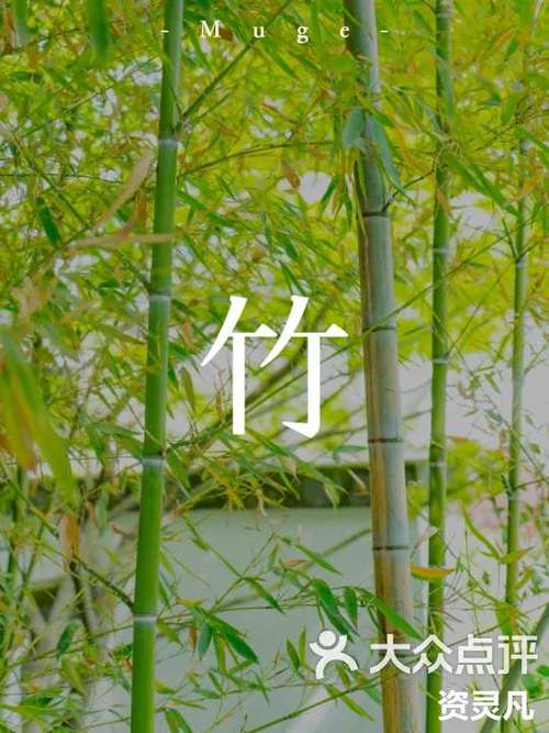 竹子视频app介绍缩略图