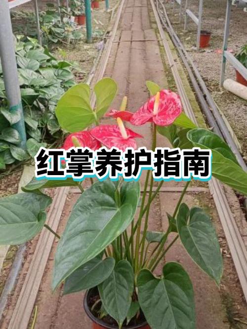 红掌不爱长是什么原因