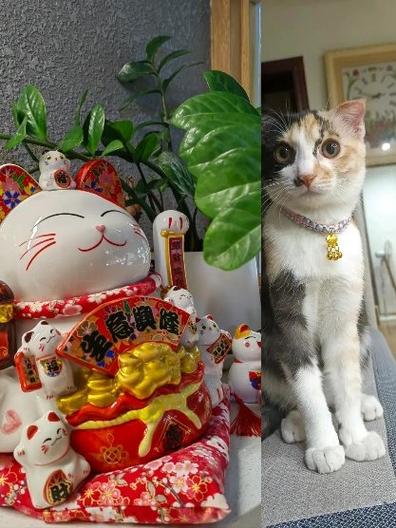 赏金猫图标