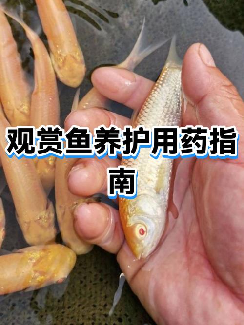 小海豚鱼好养吗